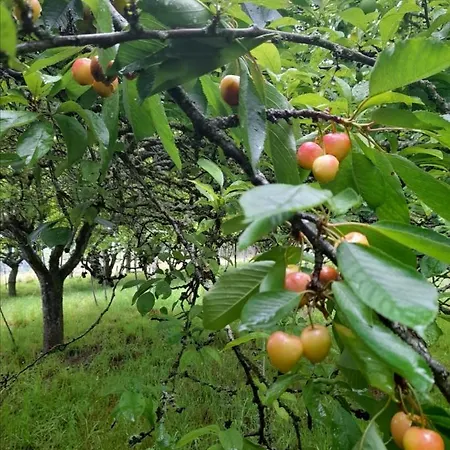 A Casa Dos Avos Hébergement de vacances Celanova