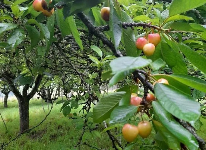 A Casa Dos Avos Prázdninový dům Celanova